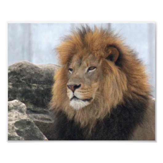 Wildlife Lion Foto Afdruk (Voorkant)