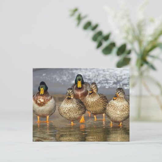 Wildlife Mallard Ducks Foto Briefkaart (Staand voorkant)
