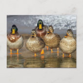 Wildlife Mallard Ducks Foto Briefkaart (Voorkant)