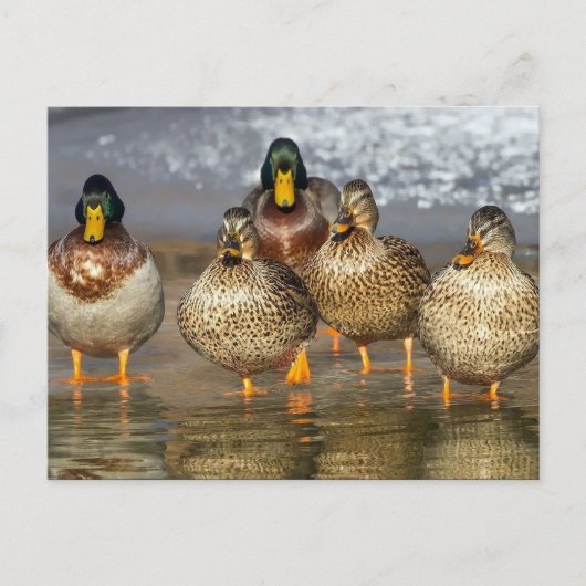 Wildlife Mallard Ducks Foto Briefkaart (Voorkant)