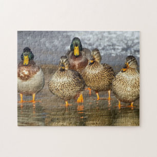 Wildlife Mallard Ducks Foto Legpuzzel
