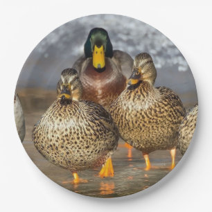 Wildlife Mallard Ducks Foto Papieren Bordje