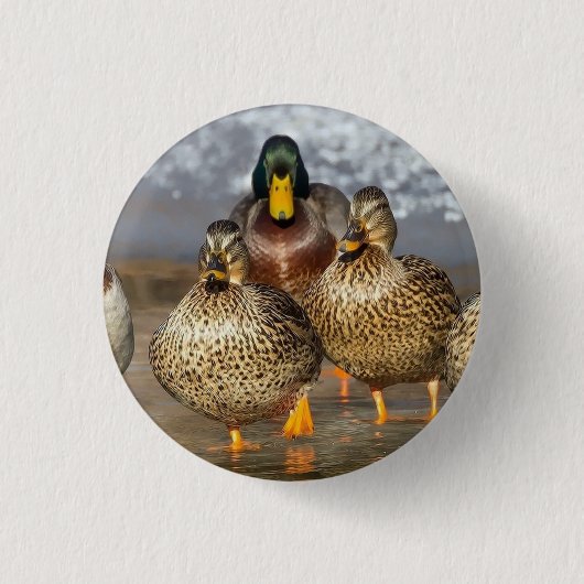 Wildlife Mallard Ducks Foto Ronde Button 3,2 Cm (Voorkant)