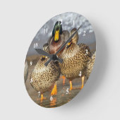 Wildlife Mallard Ducks Foto Ronde Klok (Hoek)