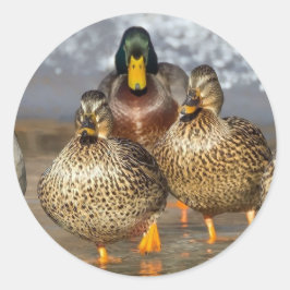 Wildlife Mallard Ducks Foto Ronde Sticker