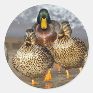 Wildlife Mallard Ducks Foto Ronde Sticker