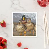 Wildlife Mallard Ducks Foto Servet (Insitu)