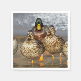 Wildlife Mallard Ducks Foto Servet