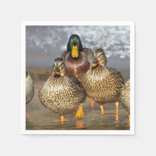 Wildlife Mallard Ducks Foto Servet