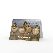 Wildlife Mallard Ducks Foto Sympathie