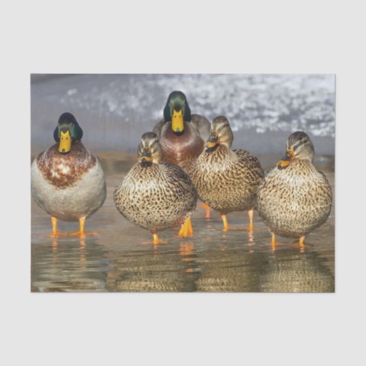 Wildlife Mallard Ducks Foto Tissuepapier (Voorkant)
