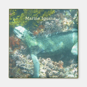 Wildlife Marine Iguana Magneet