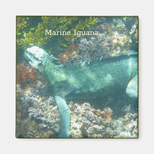 Wildlife Marine Iguana Magneet (Voorkant)
