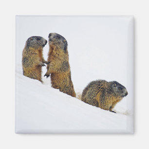 Wildlife Marmots Sneeuwfoto Magneet