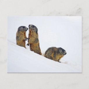 Wildlife Marmots Snow Foto Briefkaart