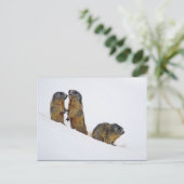 Wildlife Marmots Snow Foto Briefkaart (Staand voorkant)