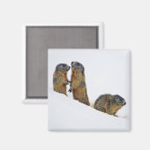 Wildlife Marmots Snow Foto Magneet (Voorkant / Achterkant)