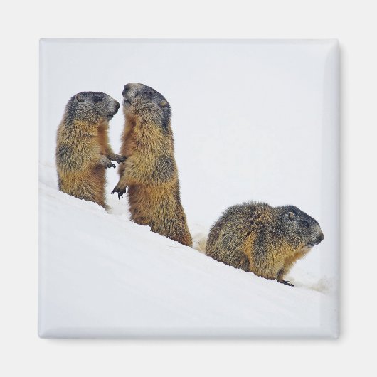 Wildlife Marmots Snow Foto Magneet (Voorkant)