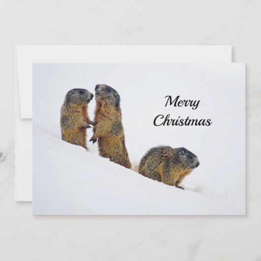 Wildlife Marmots Snow Photo Kerstmis Feestdagenkaart (Voorkant)