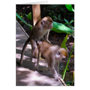 Wildlife Monkey Business Macaque-stijl