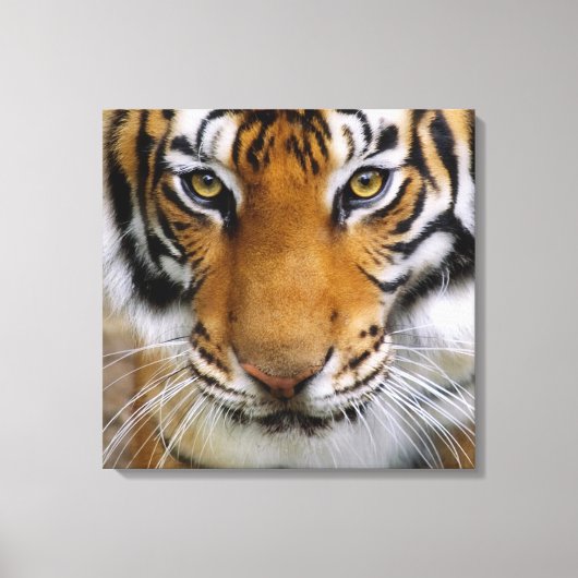 Wildlife Mooie Tijger Piercing Bruine Ogen Canvas Afdruk (Voorkant)