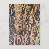 Wildlife Nest Art Briefkaart (Voorkant)