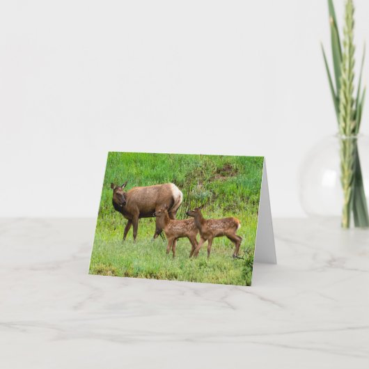 Wildlife Notitiekaartje (Voorkant)