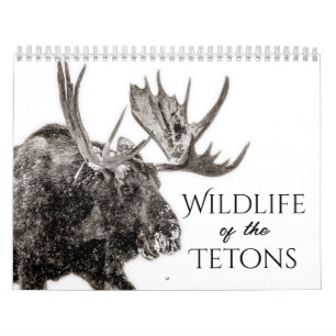 Wildlife of the Tetons kalender