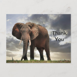 Wildlife Olifant Foto Bedankt Briefkaart