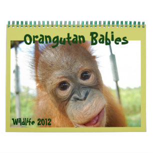 Wildlife Orangutan Babies Kalender
