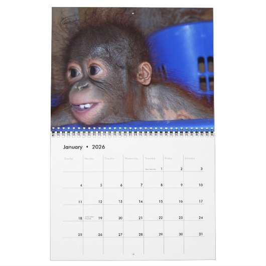 Wildlife Orangutan Babies Kalender (Jan 2026)
