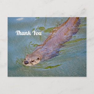 Wildlife Otter Zwemmende Otter Foto Bedankt Briefkaart