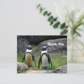 Wildlife Penguin Pair Foto Bedankt Briefkaart