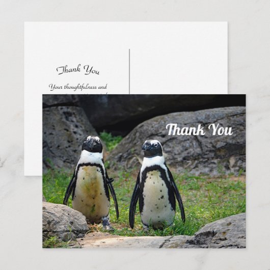 Wildlife Penguin Pair Foto Bedankt Briefkaart (Voorkant / Achterkant)