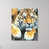 Wildlife Portret van een Tijger Canvas Afdruk (Voorkant)