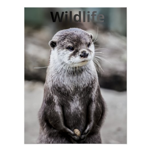 Wildlife Poster (Voorkant)