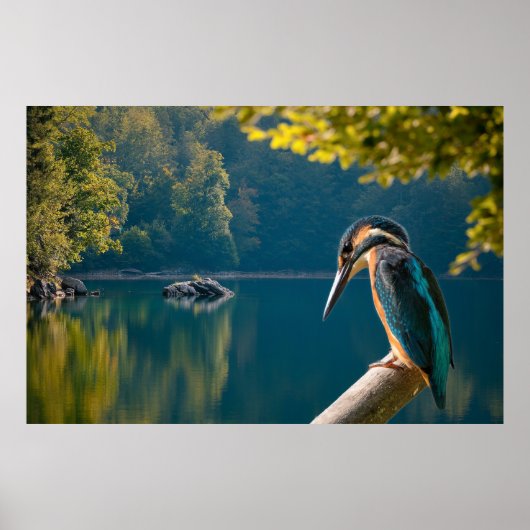 Wildlife Poster (Voorkant)