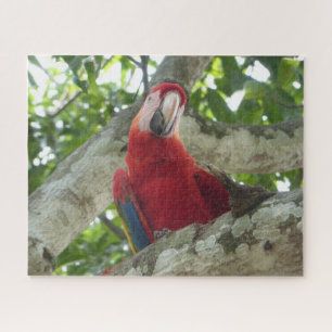 Wildlife Puzzle: Colorful Red Parrot Legpuzzel