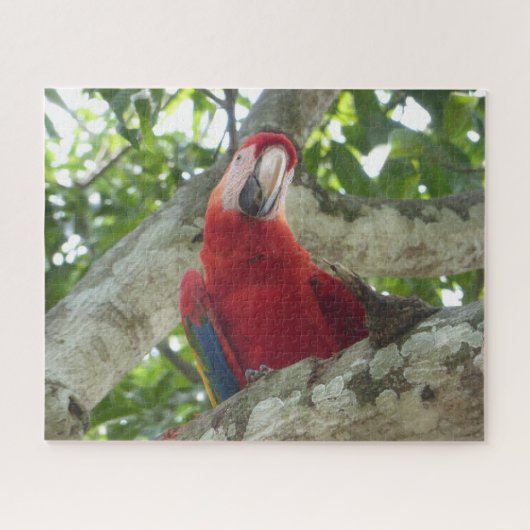 Wildlife Puzzle: Colorful Red Parrot Legpuzzel (Horizontaal)