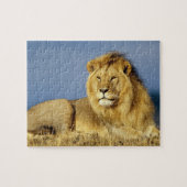 Wildlife Puzzle-Lion Legpuzzel (Horizontaal)