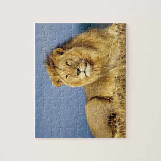 Wildlife Puzzle-Lion Legpuzzel (Verticaal)