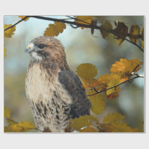 Wildlife Red Tailed Hawk Autumn Foto