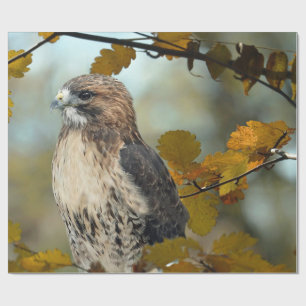 Wildlife Red Tailed Hawk Autumn Foto Cadeaupapier