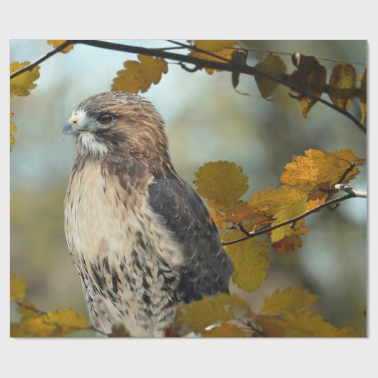 Wildlife Red Tailed Hawk Autumn Foto Cadeaupapier (Vlak)
