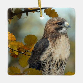 Wildlife Red Tailed Hawk Autumn Foto Keramisch Ornament