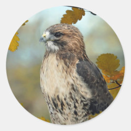 Wildlife Red Tailed Hawk Autumn Foto Ronde Sticker