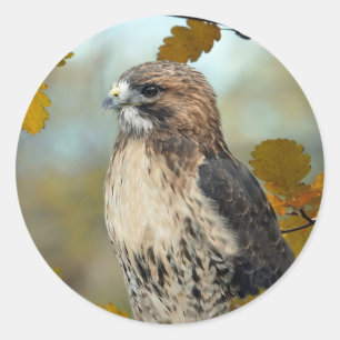 Wildlife Red Tailed Hawk Autumn Foto Ronde Sticker