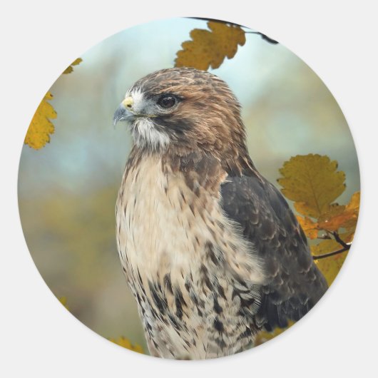 Wildlife Red Tailed Hawk Autumn Foto Ronde Sticker (Voorkant)