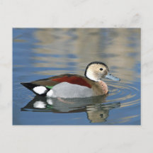 Wildlife Ringed Blauwgroen Duck Foto