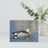 Wildlife Ringed Blauwgroen Duck Foto Briefkaart (Staand voorkant)